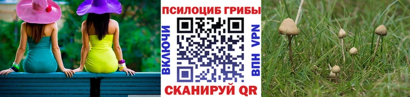 Псилоцибиновые грибы мицелий  что такое   darknet состав  Правдинск 